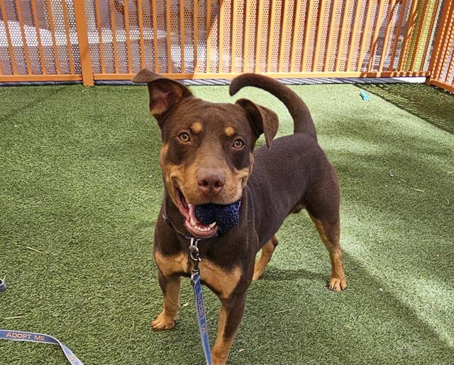 adoptable Dog in Las Vegas, NV named *DEXTER