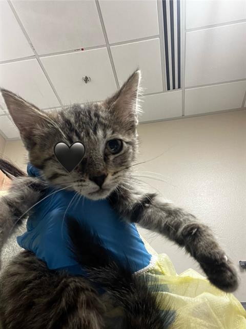 adoptable Cat in Las Vegas, NV named *RAISIN