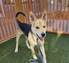 adoptable Dog in , NV named *SKITTLES