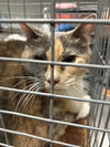 adoptable Cat in , NV named PRECIOUS