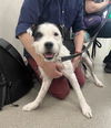 adoptable Dog in , NV named *GUS GUS