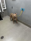 adoptable Dog in , NV named *TOMMY BOY