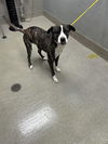 adoptable Dog in , NV named NACHO