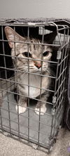 adoptable Cat in , NV named JASMINE