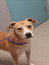 adoptable Dog in  named TAMMY