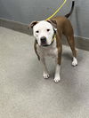 adoptable Dog in , NV named MOLLY