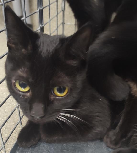 adoptable Cat in Las Vegas, NV named OSITA