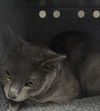 adoptable Cat in , NV named AGUSTIN