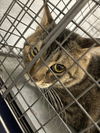 adoptable Cat in , NV named *ORLANDO