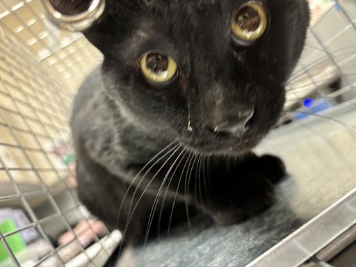 adoptable Cat in Las Vegas, NV named *JAMISON