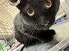 adoptable Cat in , NV named *JAMISON