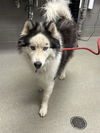 adoptable Dog in , NV named SKIP