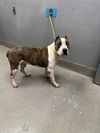 adoptable Dog in , NV named BISHOP