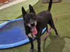 adoptable Dog in , NV named HARLEY