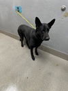 adoptable Dog in , NV named HUNTER