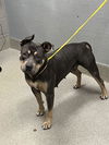 adoptable Dog in , NV named TORMENTA