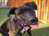 adoptable Dog in , NV named ROXI