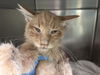 adoptable Cat in , NV named *ANTHONY MARS