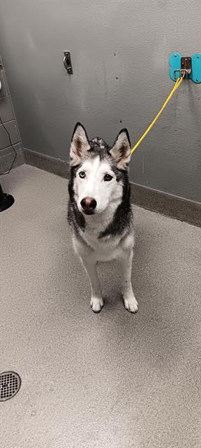 adoptable Dog in Las Vegas, NV named *CAP'N TURBOT