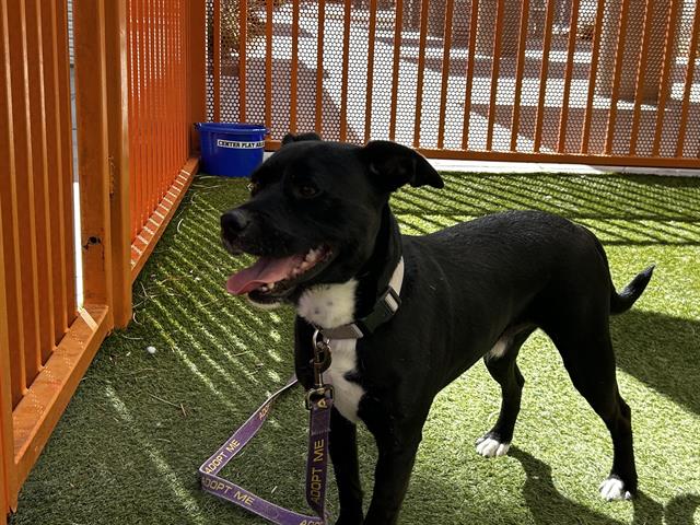 adoptable Dog in Las Vegas, NV named OREO