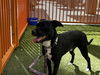 adoptable Dog in , NV named OREO