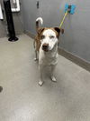 adoptable Dog in , NV named GIO