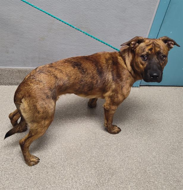 adoptable Dog in Las Vegas, NV named DUKE