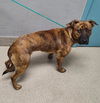 adoptable Dog in , NV named DUKE