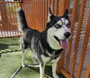 adoptable Dog in , NV named ATHENA