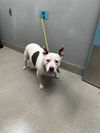 adoptable Dog in , NV named HERCULES