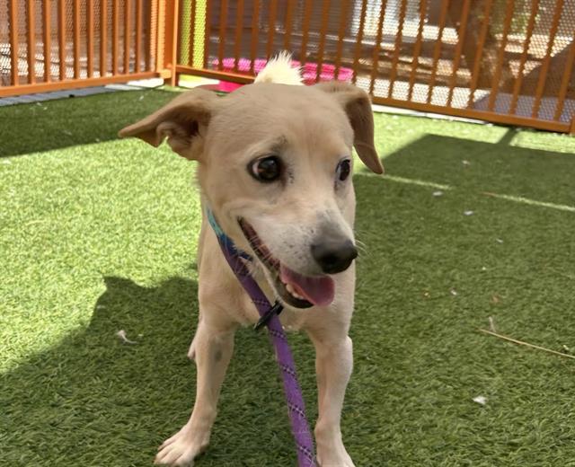 adoptable Dog in Las Vegas, NV named *PICKLES