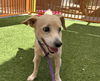 adoptable Dog in , NV named *PICKLES