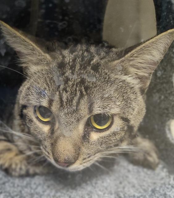 adoptable Cat in Las Vegas, NV named *ASTER