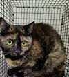 adoptable Cat in , NV named CHISPITA