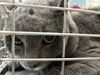 adoptable Cat in , NV named *BORIS