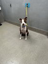 adoptable Dog in Las Vegas, NV named EZ