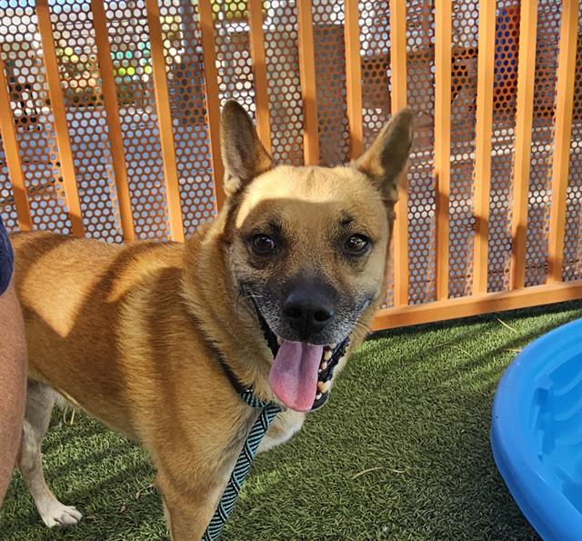 adoptable Dog in Las Vegas, NV named *OLLIE