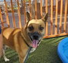 adoptable Dog in , NV named *OLLIE