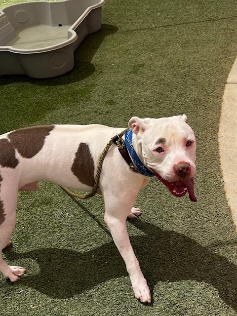 adoptable Dog in Las Vegas, NV named KAINE