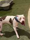 adoptable Dog in , NV named KAINE