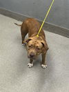 adoptable Dog in , NV named *PHOENIX