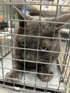 adoptable Cat in , NV named BLACK JACK