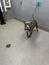 adoptable Dog in , NV named LULU