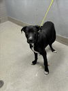 adoptable Dog in , NV named *JUNIPER