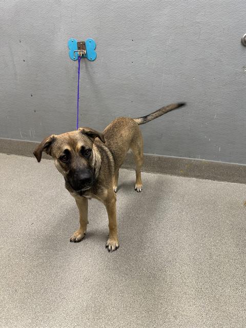 adoptable Dog in Las Vegas, NV named *BIRCH