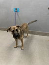 adoptable Dog in Las Vegas, NV named *BIRCH