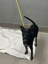 adoptable Dog in , NV named ROYAL