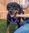 adoptable Dog in , NV named MUANA