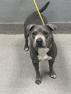 adoptable Dog in , NV named MIA