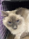 adoptable Cat in , NV named GABBIE